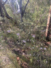Grevillea sphacelata