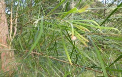 Acacia longissima