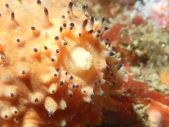 Apostichopus parvimensis