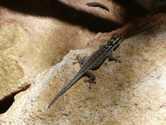Lygodactylus mombasicus
