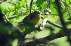 Euphonia laniirostris
