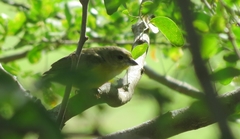 Euphonia laniirostris