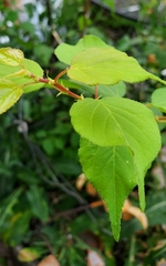 Prunus mandshurica