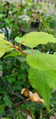 Prunus mandshurica