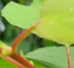 Prunus mandshurica