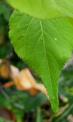 Prunus mandshurica