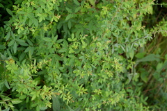 Lespedezinae