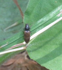 Hemicrepidius pallidipennis