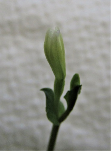 Triphora yucatanensis image