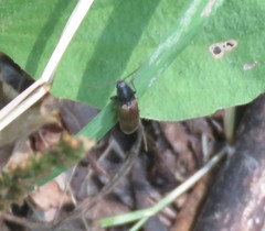 Hemicrepidius pallidipennis