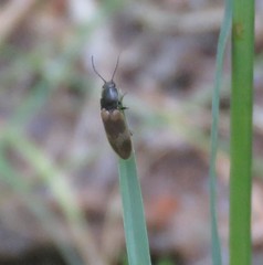 Hemicrepidius pallidipennis