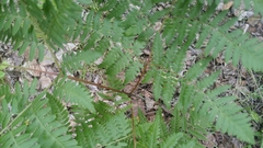 Pteridium aquilinum image