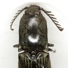 Chalcolepidius viridipilis