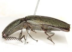 Chalcolepidius viridipilis