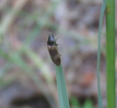 Hemicrepidius pallidipennis
