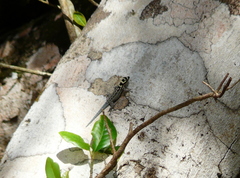 Lygodactylus mombasicus