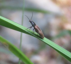 Hemicrepidius pallidipennis