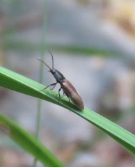 Hemicrepidius pallidipennis