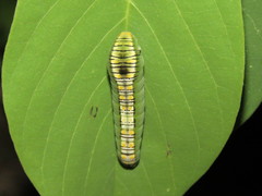 Protographium epidaus tepicus