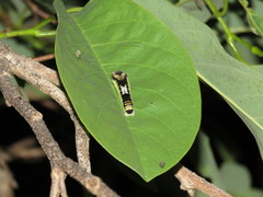 Protographium epidaus