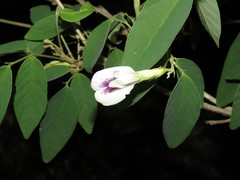Clitoria polystachya