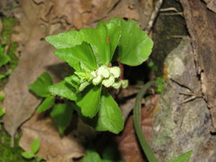 Begonia bulbillifera