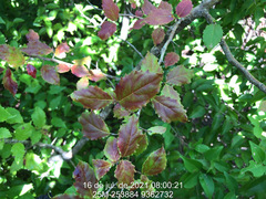 Xylosma prockia