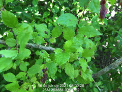 Xylosma prockia