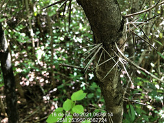 Xylosma prockia