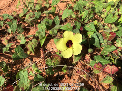 Pavonia cancellata