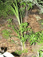 Tripsacum zopilotense