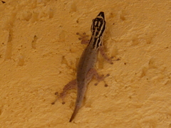 Lygodactylus mombasicus