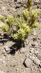 Castilleja pilosa
