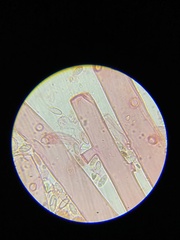 Botryosporium