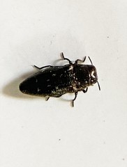 Taphrocerus