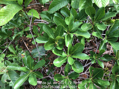 Terminalia tetraphylla