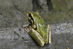 Smilisca cyanosticta