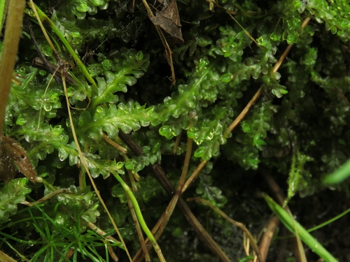 Noteroclada