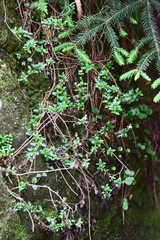 Oxylobus arbutifolius