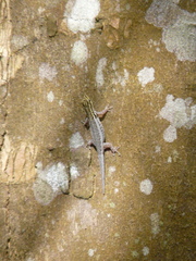 Lygodactylus picturatus