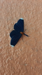 Melanchroia chephise