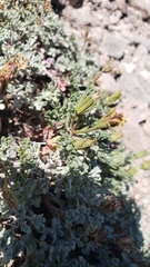 Chaenactis nevadensis