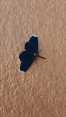 Melanchroia chephise