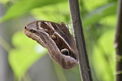 Eryphanis aesacus