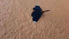 Melanchroia chephise