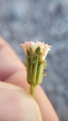 Chaenactis nevadensis