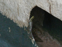 Lygodactylus picturatus