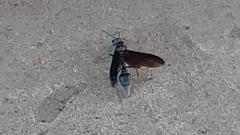 Synoeca septentrionalis