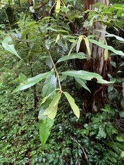 Quercus gilva