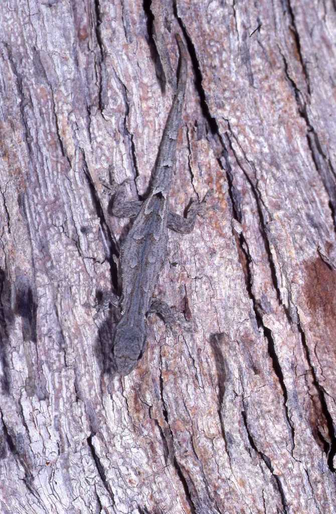 Mocquard's Dwarf Gecko
